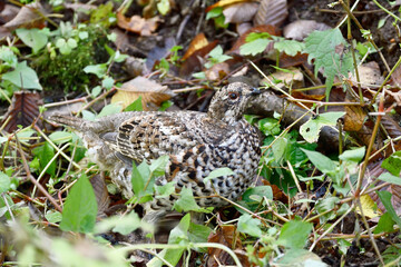 ミゾソバの実を食べるエゾライチョウ（北海道・知床）
