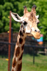 giraffe in the zoo