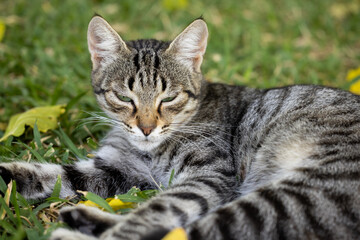 portrait of a cute cat