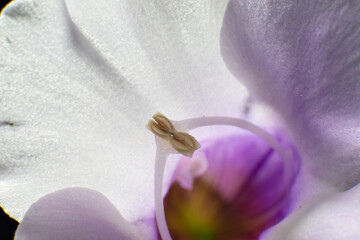 Stamen of wishbone flower (Torenia Catalina)