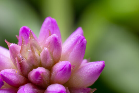 Flower of pink-head knotweed (Persicaria capitata)