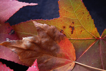 red autumn leaves