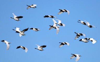 Flock of cattle egrest in flight