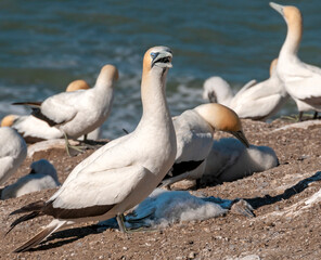 Mourning for a dead baby. A gannet cries over the body of its chick in a breeding colony