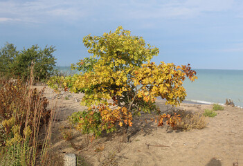 Small oak tree with fall foliage at Lake Michigan at Illinois Beach State Park in Zion