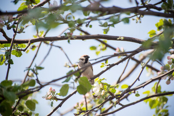 Sparrow on a tree branch with leaves.