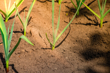 Garlic sprouts in the garden.