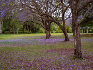 Flowering Jacaranda in Parkland