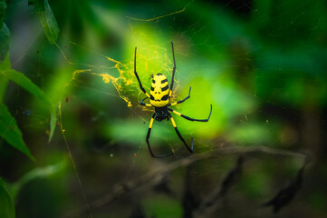 spider on the web