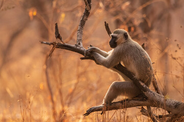Vervet monkey