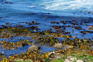 Bull kelp on the shoreline New Zealand's South Island East Coast.