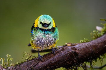 Green-headed Tanager