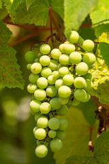 big, ripe grapes hanging on the vein in the vineyard on a sunny day