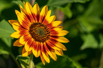 close up of a beautiful blooming sunflower with yellow and orange coloured petals under the sun