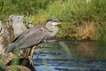 moment a great blue heron ready to swallow a tiny fish in the wetland on a sunny day