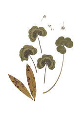 Tr&eacute;boles y hojas secas, elemento decorativo natural. Verdes, ocres, marrones. Herbario.