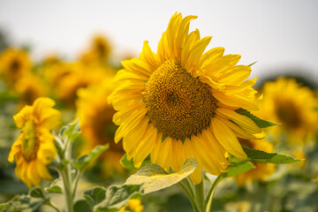 Fototapeta premium Beautiful blooming sunflowers field. Agricultural field. 