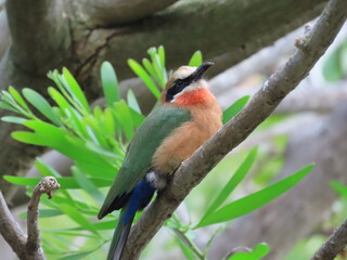 Woodland bird