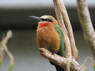 kingfisher on branch