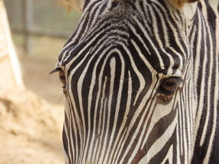Fototapeta premium zebra close up