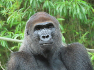 Obraz premium Gorilla