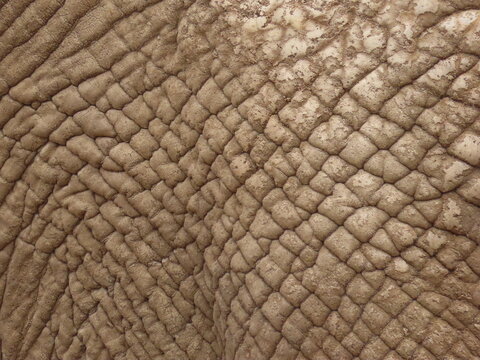 Close Up Of Elephant Skin