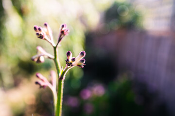 native Australian kangaroo paw plant outdoor in beautiful tropical backyard