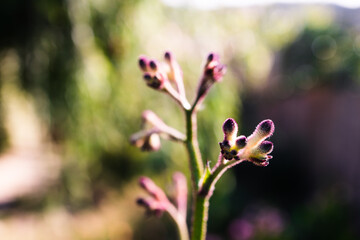 native Australian kangaroo paw plant outdoor in beautiful tropical backyard