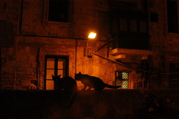 Plakat Cat living in Valletta, Malta