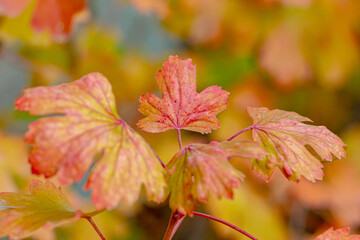 Bright autumn leaves of different colors. Soft focus