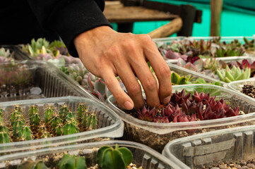 closeup of the hand of a gardener man transplanting a succulent plant from its germinator