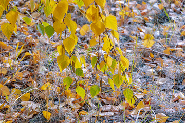 Yellow and green leaves on a birch branch against the background of dry gray leaves lying on the ground. Soft focus