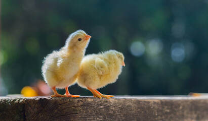 秋の公園の芝生で遊んでいる可愛いヒヨコの姿