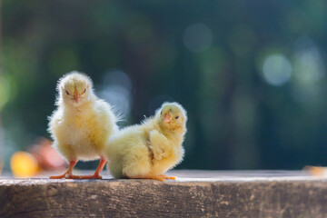 秋の公園の芝生で遊んでいる可愛いヒヨコの姿