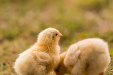 秋の公園の芝生で遊んでいる可愛いヒヨコの姿
