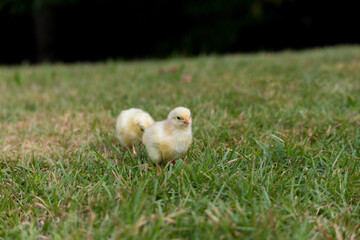 秋の公園の芝生で遊んでいる可愛いヒヨコの姿