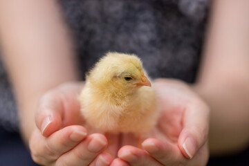 夏の公園で女性の手平にいる可愛いヒヨコの姿