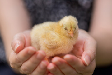 夏の公園で女性の手平にいる可愛いヒヨコの姿