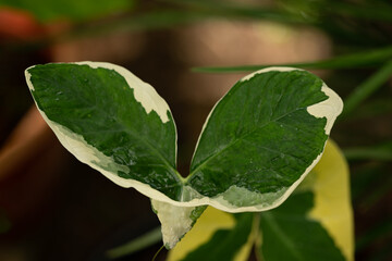  Colorful ornamental leaves of Caladium or Angel Wings . The tropical foliage plant for background