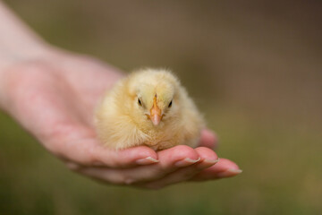 夏の公園で女性の手平にいる可愛いヒヨコの姿