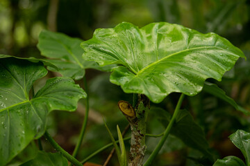  Colorful ornamental leaves of Caladium or Angel Wings . The tropical foliage plant for background