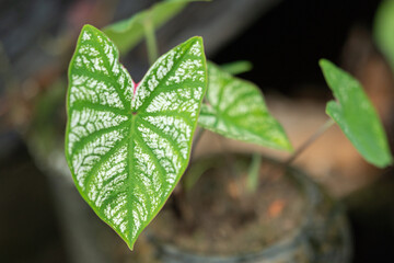  Colorful ornamental leaves of Caladium or Angel Wings . The tropical foliage plant for background