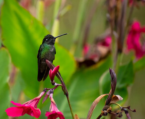 hummingbird on pink flower