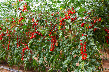 Red organic grape tomatoes ripening on bushes in greenhouse. Growing of industrial vegetable cultivars