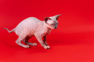 Canadian Sphynx Cat of blue mink and white color on red background. Funny hairless 4 month old...