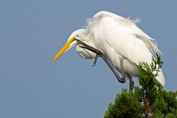 Great Egret In a Tree Scratching it's Eye
