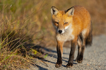 Naklejka na ściany i meble Red Fox Walking Down a Dirt Road