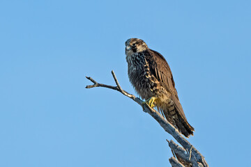 Juvenile Peregrine Falcon in a Tree