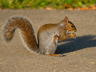Eastern Gray Squirrel Eating a Nut