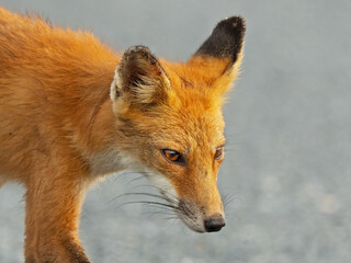 A Red Fox Close-up Portrait